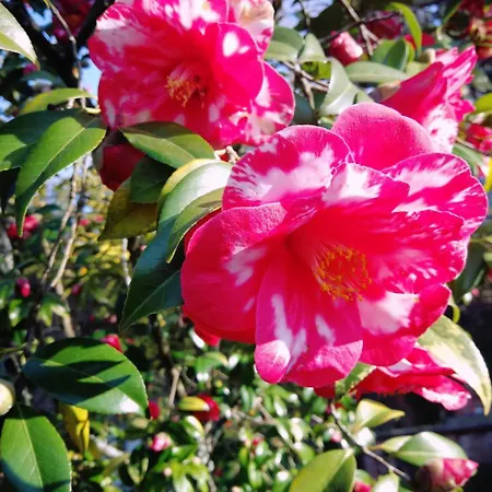 酒店 尚塔克高尔夫康体酒店 4*